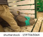 Small photo of An Indian rhino treated a veterinarian before Translocation