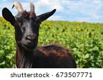 Goat  Black Goat  Domestic Goat ...