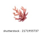 Pink Decorative Coral Isolated...