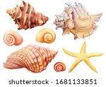 watercolor set of seashells and ... | Shutterstock . vector #1681133851