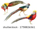 Set Of Pheasants On An Isolated ...