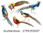 Set Of Colorful Birds ...