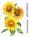 Bouquet Of Sunflowers On An...
