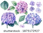 Blue Hydrangea Flowers ...