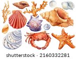 Set Of Sea Shells  Crab ...