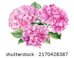 Pink Hydrangea Flowers ...