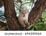 Cat On A Tree 