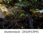 Small photo of Enigmatic Rainforest Mystique waterfall vapor smoke and plants