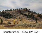 Montana hillside landscape with dead trees showing path of previous wildfire