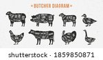Butcher Diagram  Scheme Set....