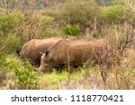 Small photo of A pair of White Rhinoceros or square-lipped rhinoceros (Ceratotherium simum) keep a low profile while grazing, in the Madikwe National Park and Game Reserve.