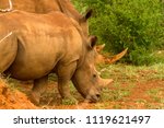 Small photo of A mother and calf White Rhinoceros or square-lipped rhinoceros (Ceratotherium simum) keep a low profile while grazing, in the Madikwe National Park and Game Reserve.