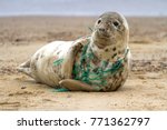 A Grey Seal At Horsey Beach In...