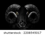 Ram animal , Close up of head and horns of a wild big horned , isolated black white	