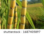 Sugar cane plant grow in field closeup.