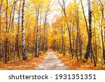 Calm fall season. Beautiful landscape with road in autumn forest. Maples and birch trees with green, yellow and orange leaves and footpath in the woodland in sunny day