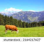 Cow grazing in a mountain...