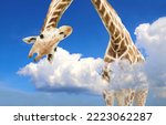 Small photo of Giraffe face head hanging upside down. Curious gute giraffe peeks from above clouds. Fantastic scene with huge giraffe coming out of the cloud