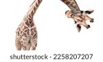 Giraffe face head hanging...