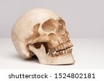 Human Skull. Study Of The...