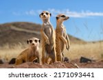 Stokstaartje (meerkat) in Namibia (namib dessert, Kanaan Desert retreat
