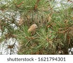 Small photo of The goldcrest (Regulus regulus) is a very small passerine bird in the kinglet family.