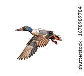 Northern shoveler (Spatula clypeata) isolate on a white background. duck in flight isolate on a white background.