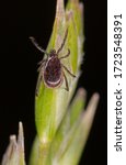 Small photo of Ticks (Ixodida) are arachnids, typically 3 to 5 mm long, part of the superorder Parasitiformes. Macro of Ixodic tick sitting on the green grass waiting for his victim in spring outdoors.
