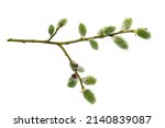 Willow branch with furry willow-catkins isolate on a white background, clipping path, no shadows. Willow twigs goat willow (Salix caprea) isolated on white background.