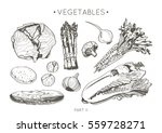 collection of hand drawn... | Shutterstock .eps vector #559728271