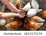 The farmer hand-feeds his hens with grain. Natural organic farming concept
