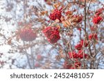 Rowan berries  in bright red ...