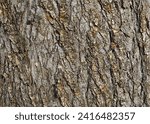 Small photo of Elm tree bark stochastic texture for background