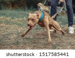 american pitbull terrier bark and strong