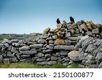 Couple of black crow sitting on a stone fence and looking at each other. Love and romance in nature. Blue cloudy sky. Inisheer, Aran island, county Galway, Ireland. Irish landscape.