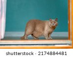 Small photo of Cute British short hair cat with light brown fur walking in a room with blue color wall. Chubby and loveable pet of the house. Looking at the viewer.