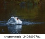 Small photo of Stunning wild swan in dark lake or river conducting its feather cleansing procedure. Beauty and self care concept. Looking after your body and appearance theme. Nature scene with gracious bird.
