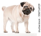 Tank The Pug Dog Free Stock Photo - Public Domain Pictures