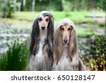 Portrait of two Afghan greyhounds, beautiful, dog show appearance. Beauty salon, grooming, dog care, hairstyles for dogs, dog stylist