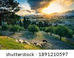 Sheep on the Mount of Olives - Beautiful sunset view of Old City Jerusalem: the Dome of the Rock and the Golden or Mercy Gate, with sheep grazing between olive trees on the Mount of Olives