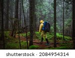 Small photo of A male tourist in a yellow raincoat walks through the untouched mountain forest on a mountain climb, carrying a large tourist backpack on his back.