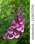 Small photo of Bell-shaped foxgloves in summer bloom; this is a source of medicine known as Digoxin (British Formulary)