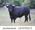 Bull In Spain In The Green Field
