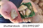 Small photo of View of kid hand holding some of the pipi (Plebidonax deltoides or Donax deltoides). Known as pippi, plural pipis or pippies. It is a small shellfish, edible saltwater clam or marine bivalve mollusc