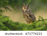Wild Europaean Long Eared Owl...