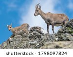 Alpine Ibex Family  Capra Ibex 