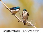 Cute Tree Swallow Birds Couple...
