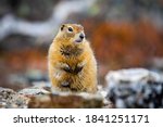 Cute Arctic Ground Squirrel...