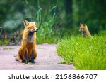 Cute Mother Fox With Her Pup In ...