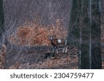 European mouflon,, Ovis aries musimon,, its natural environment, Carpathian forest, Slovakia